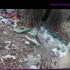 Городские птицы в Австралии: Самцы шалашников используют мусор для привлечения самок