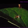 Video: Diese Spinne schleudert mit einem Katapult aus Seide Ameisen in die Luft
