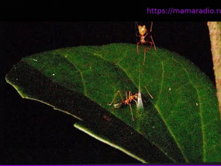 Video: Diese Spinne schleudert mit einem Katapult aus Seide Ameisen in die Luft