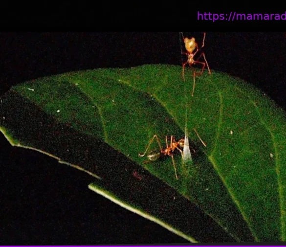 Video: Diese Spinne schleudert mit einem Katapult aus Seide Ameisen in die Luft