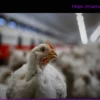 A cause de la chaleur, près de 8 500 poulets meurent dans un élevage du Pas-de-Calais