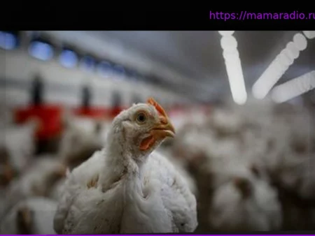 A cause de la chaleur, près de 8 500 poulets meurent dans un élevage du Pas-de-Calais