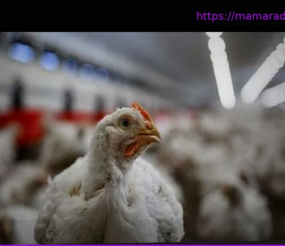 A cause de la chaleur, près de 8 500 poulets meurent dans un élevage du Pas-de-Calais