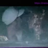 Париc Джексон снова встречается? Дочь знаменитости целуется с музыкантом