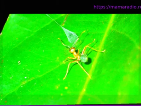 Katapultfalle aus Spinnenseide: Ausgefuchste Taktik: Spinne katapultiert Ameisen in ihr Netz