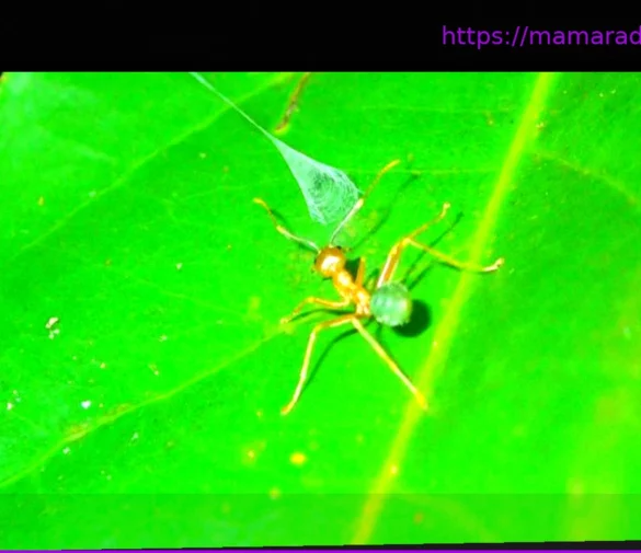 Katapultfalle aus Spinnenseide: Ausgefuchste Taktik: Spinne katapultiert Ameisen in ihr Netz