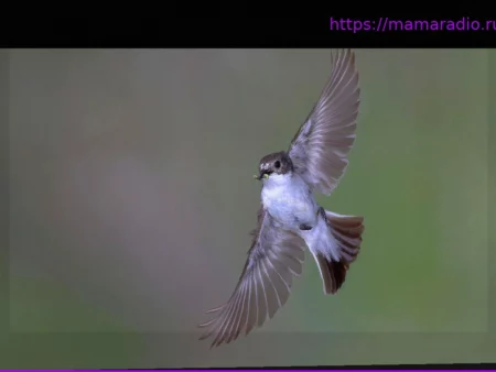 Vogelzug: Eher Ost oder West? Gene bestimmen, wo Trauerschnäpper ihr Winterquartier wählen