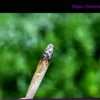 Drogen: Je kommerzieller der Cannabis-Markt, desto höher das Risiko