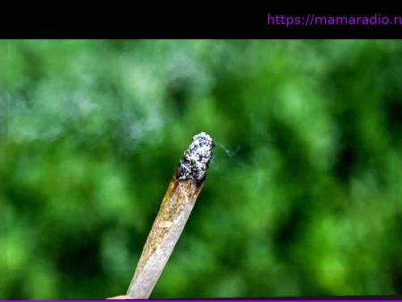 Drogen: Je kommerzieller der Cannabis-Markt, desto höher das Risiko